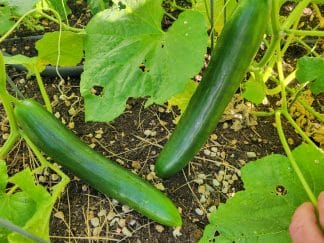 English Telegraph Substitute