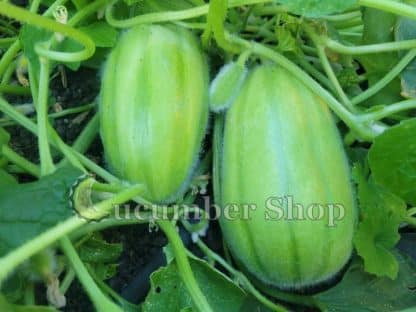 Cretan Cucumbermelon - Image 3