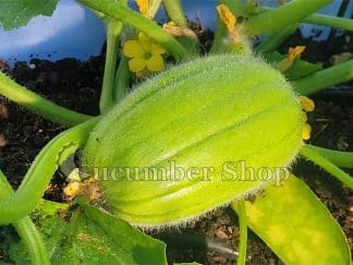 Cretan Cucumbermelon