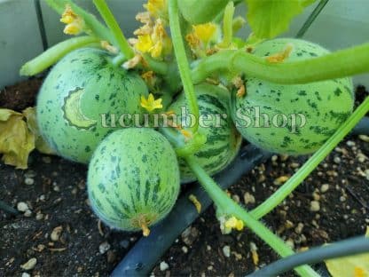 Meloncella di Martina Franca - Image 3