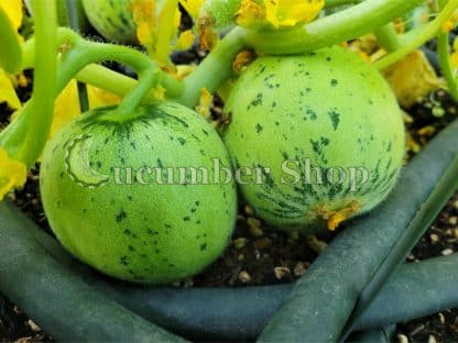 Meloncella di Martina Franca