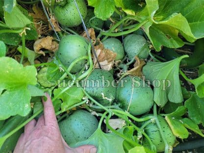 Meloncella di Martina Franca - Image 6