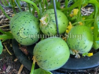 Meloncella di Martina Franca