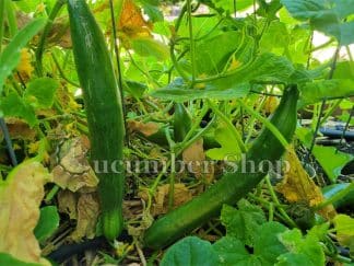 Conqueror Cucumber