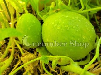 Scopattizo di San Luigi