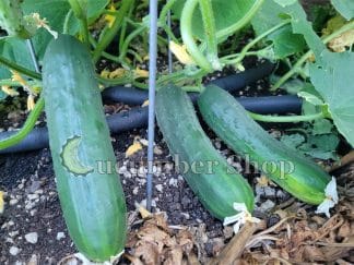 Poinsett 76 Cucumber