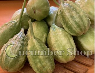 Liso Calcutta Gherkin