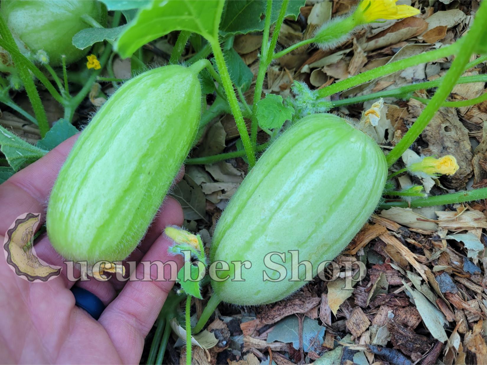 Gorkok Acur Bebek Acur