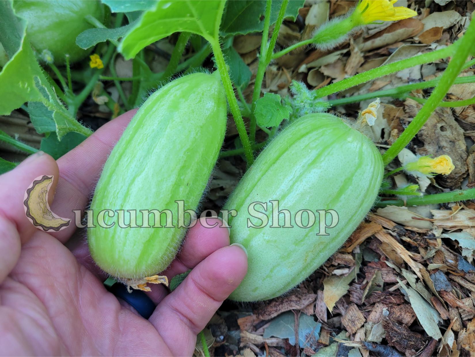 Gorkok Acur Bebek Acur