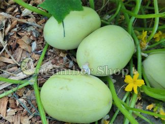 Dragon Egg Cucumber - 1 oz