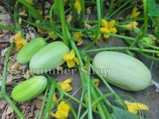 Dragon Egg Cucumber