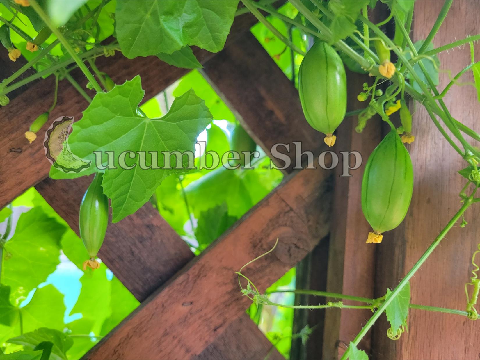 Pepininho do mato Melothria cucumis