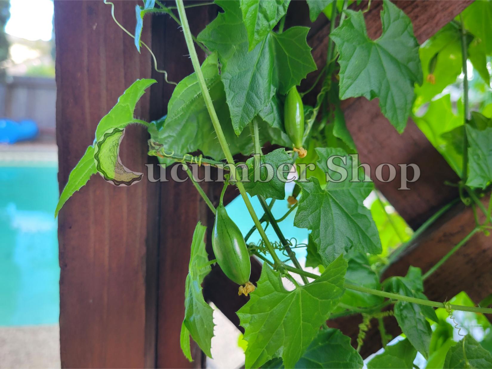 Pepininho do mato Melothria cucumis