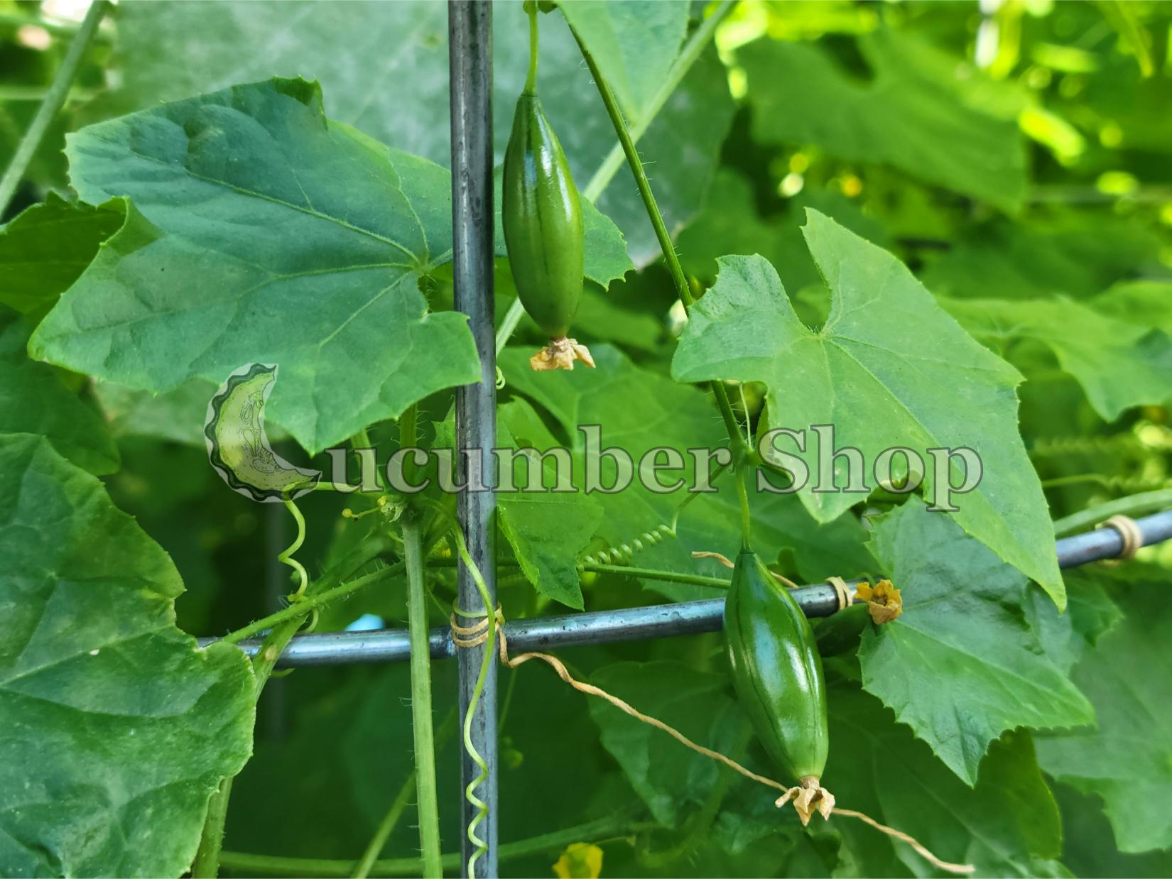 Pepininho do mato Melothria cucumis