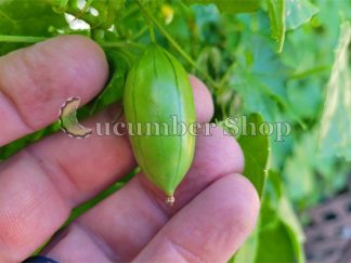 Pepininho do mato Melothria cucumis