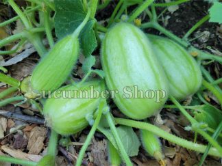 Gorkok Acur Bebek Acur