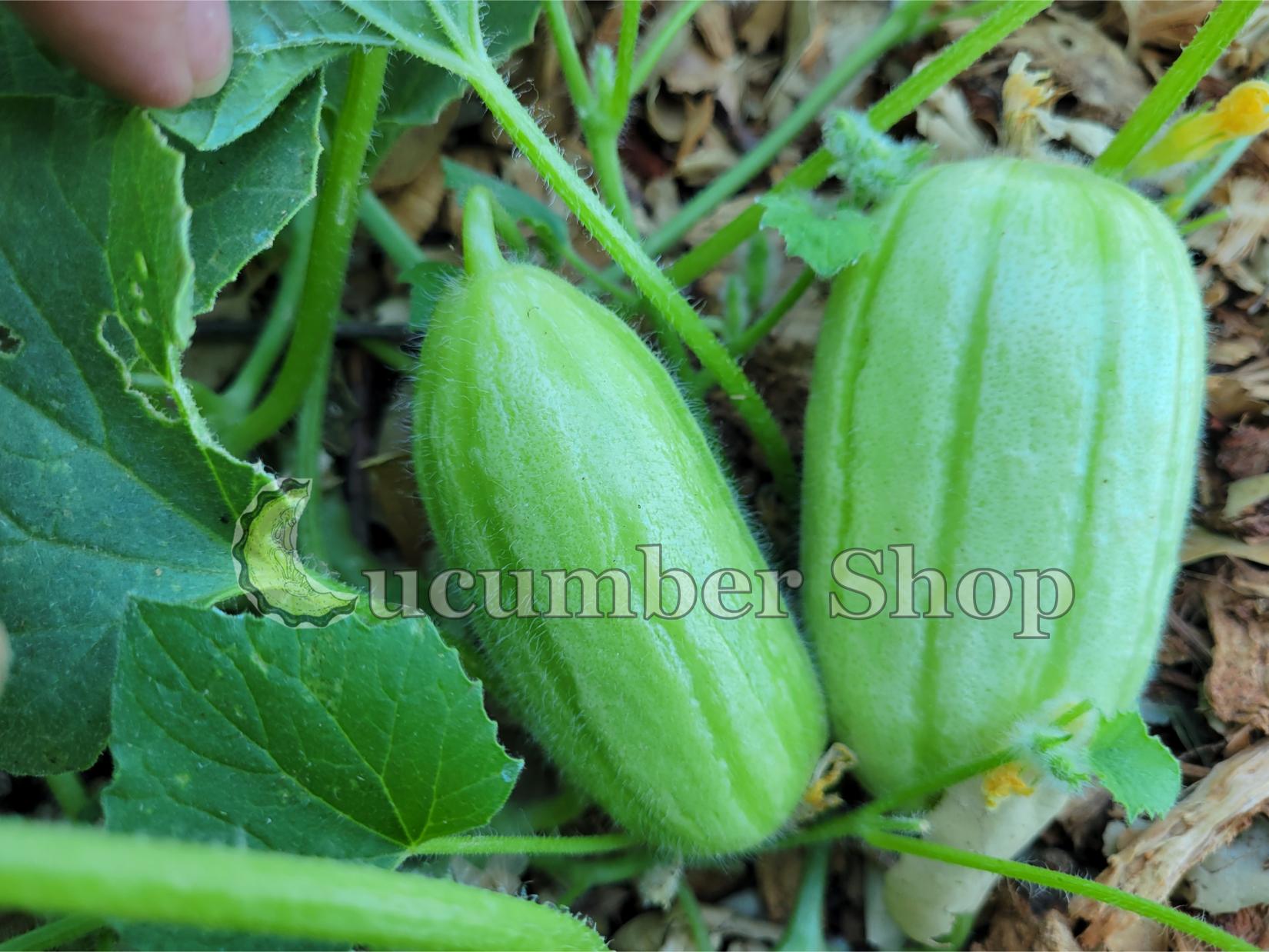 Gorkok Acur Bebek Acur