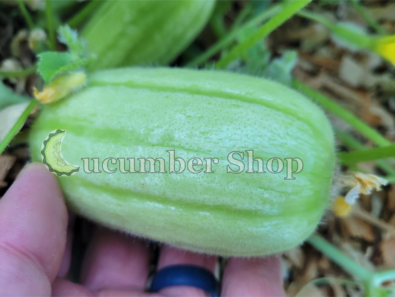 Gorkok Acur Bebek Acur