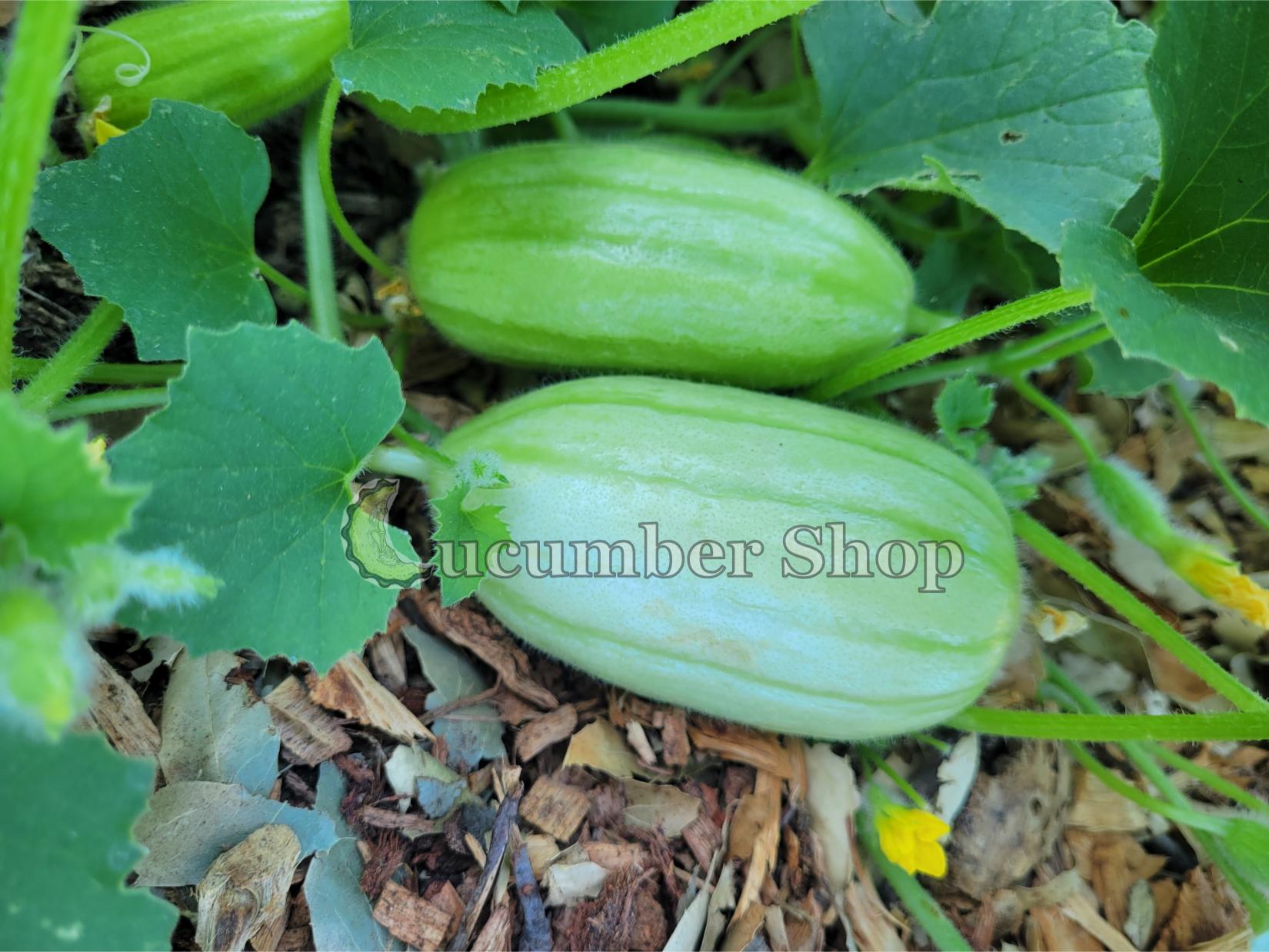 Gorkok Acur Bebek Acur