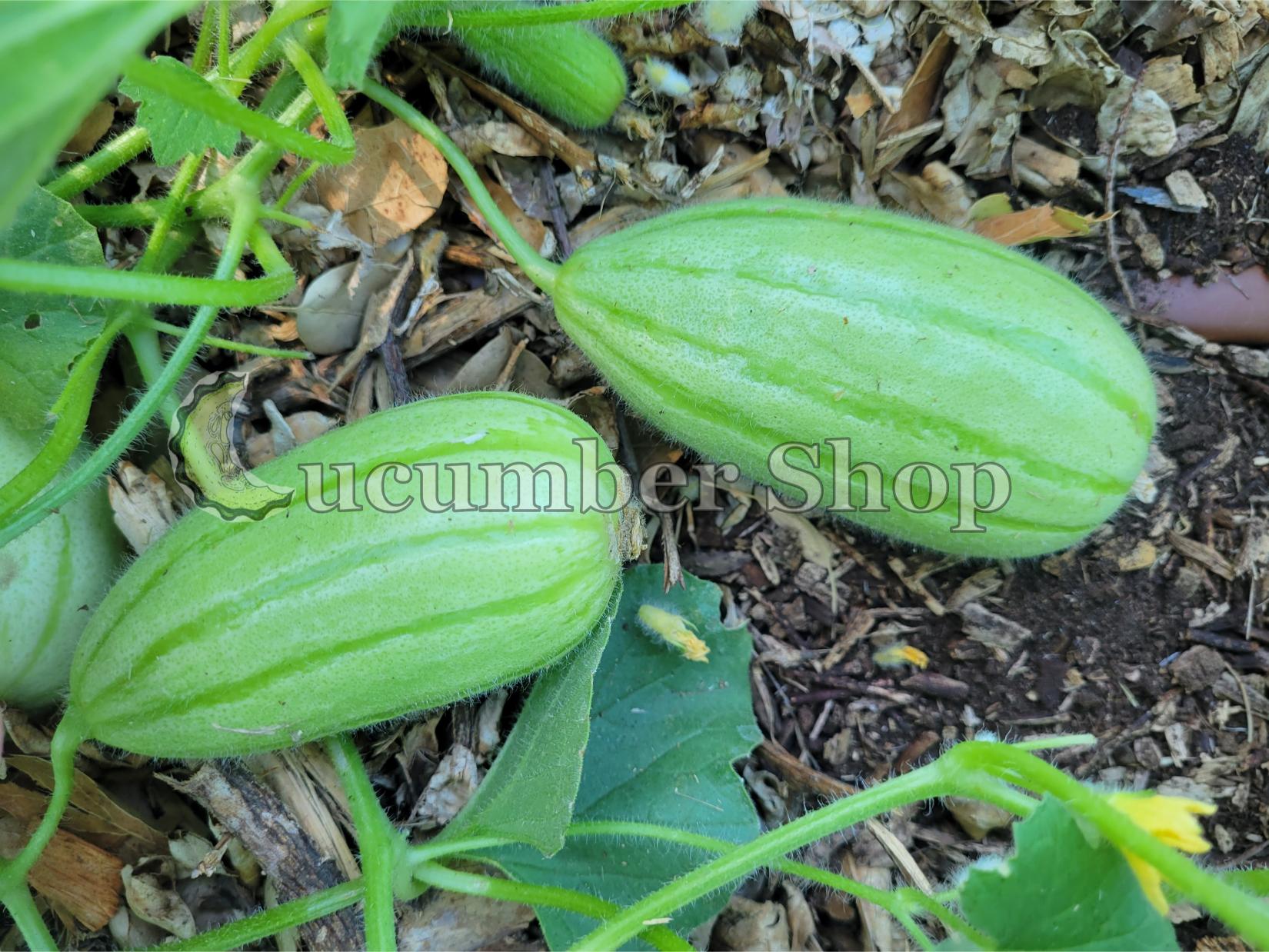 Gorkok Acur Bebek Acur