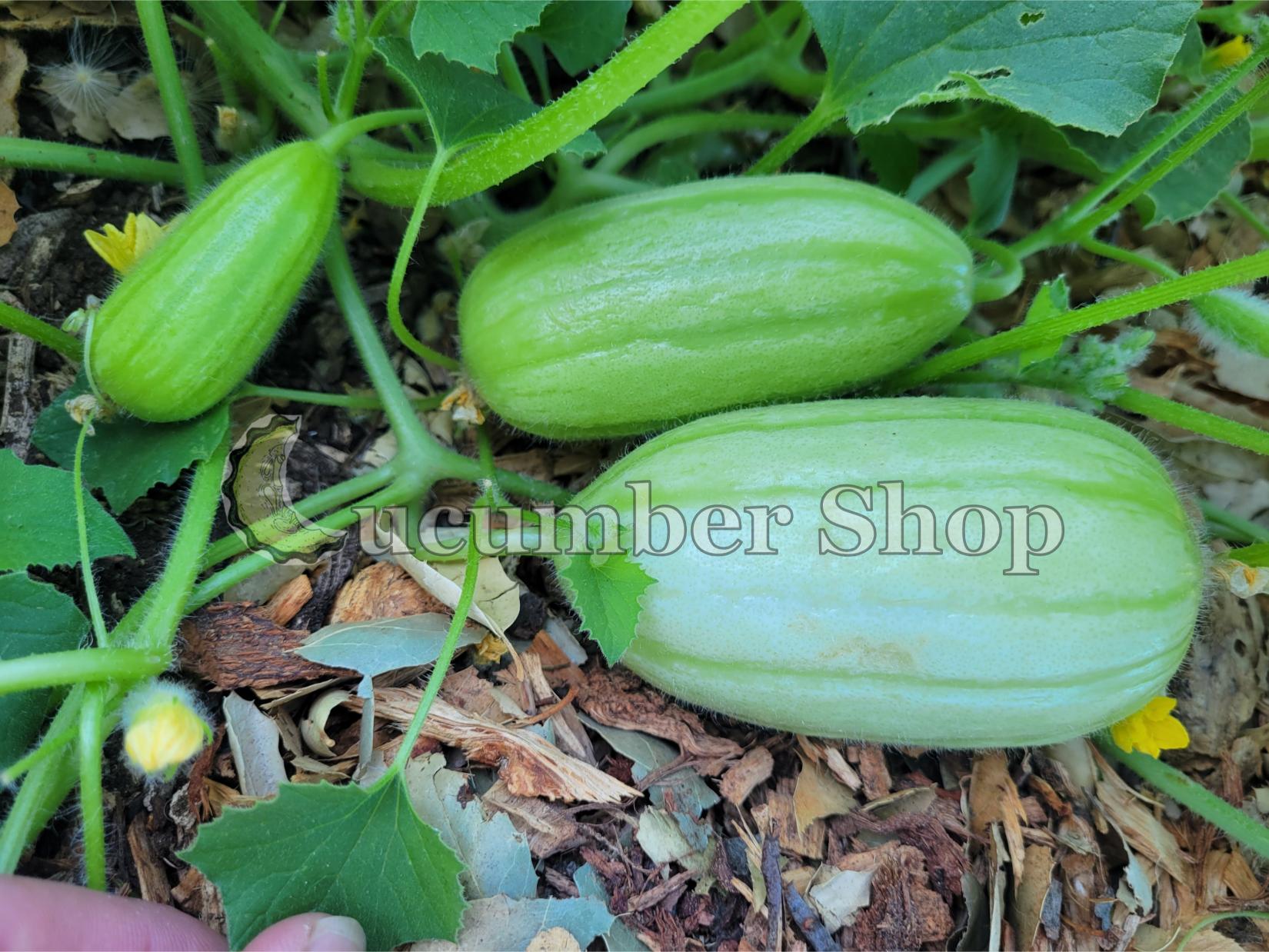 Gorkok Acur Bebek Acur