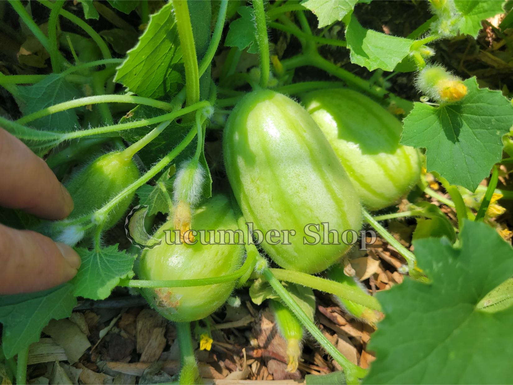 Gorkok Acur Bebek Acur