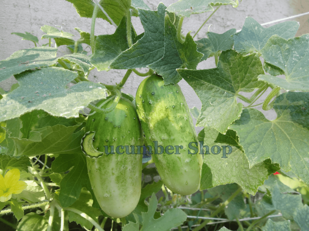 Arkansas Little Leaf Cucumber