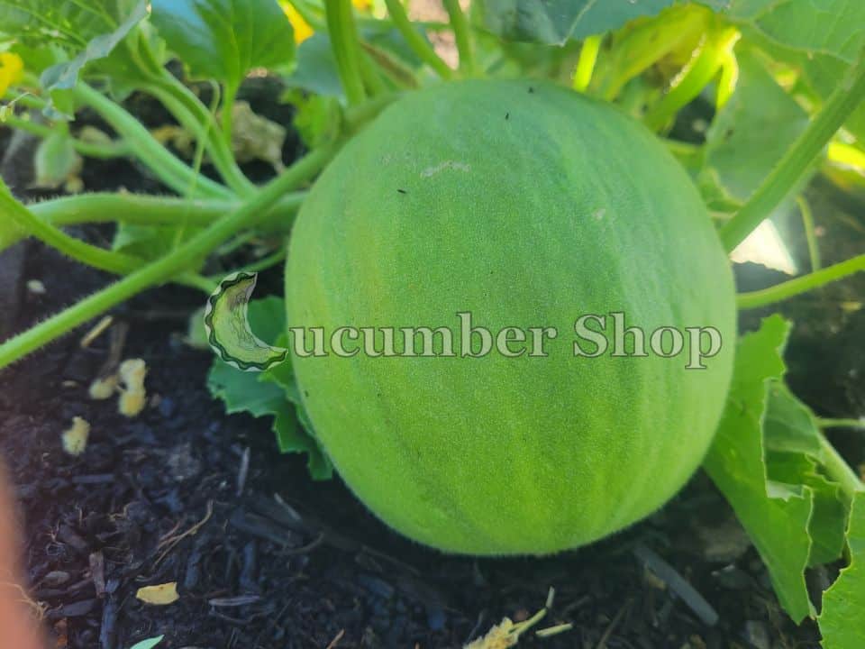 Carosello Barattiere