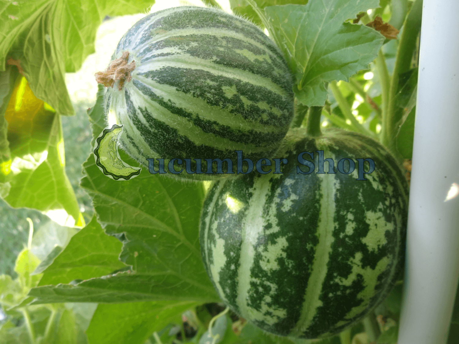 Carosello Tondo Massafrese - Cucumber Shop