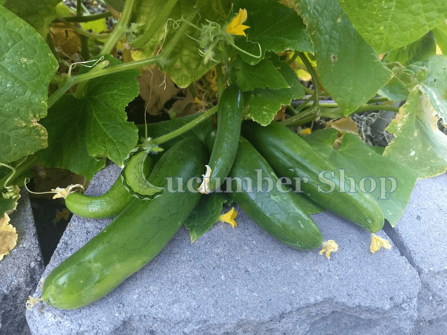 Diva Cucumber Cucumber Shop