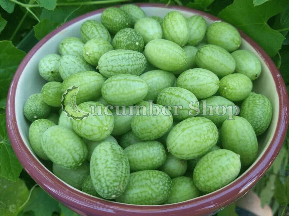 Cucamelon fruit, also known as Mexican gherkins, Mexican sour cucumbers, or  Melothria Scabra growing on the vine in bright sunlight Stock Photo - Alamy