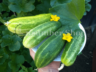 Spacemaster Cucumber