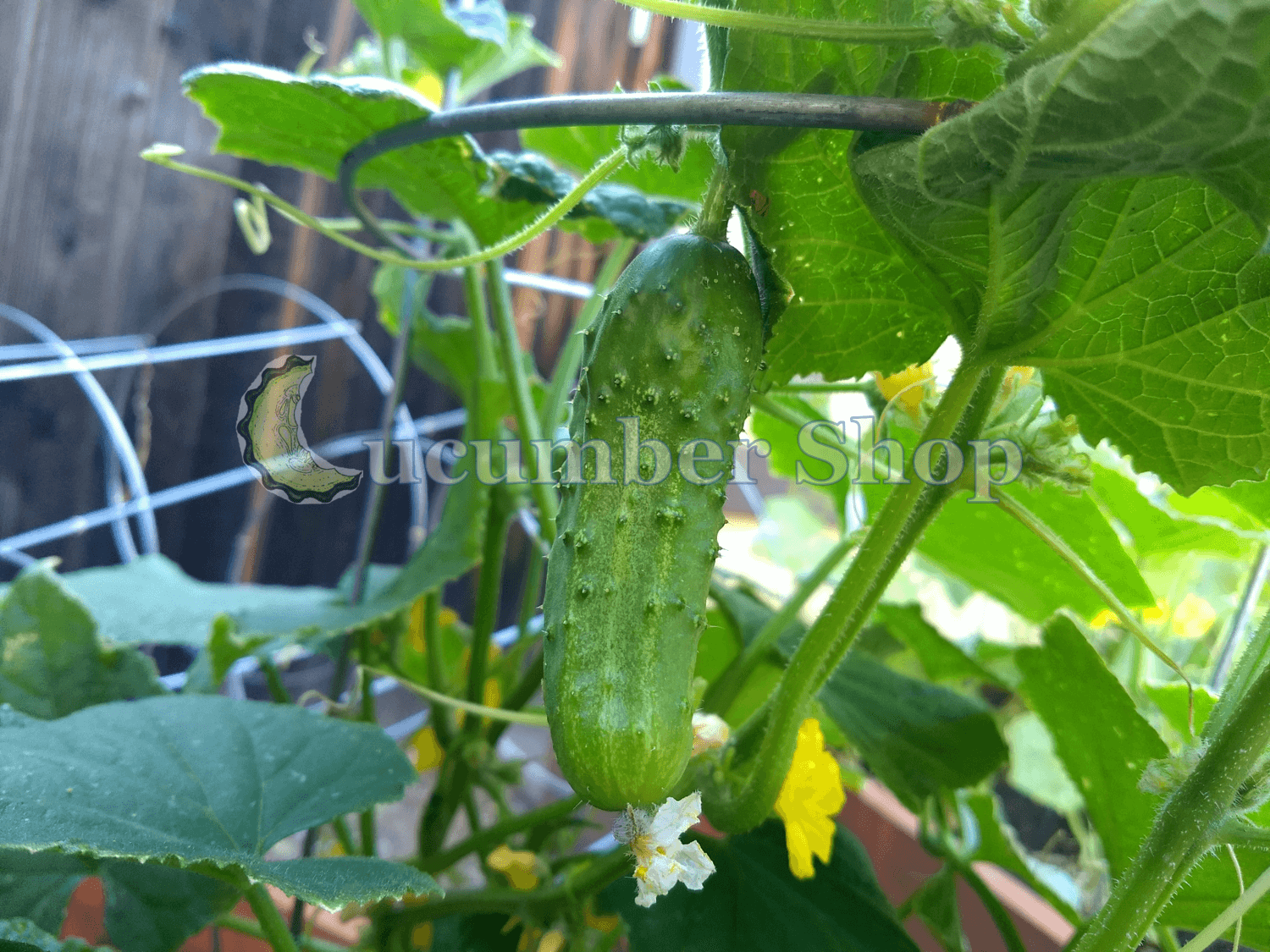 Sumter Cucumber – Cucumber Shop